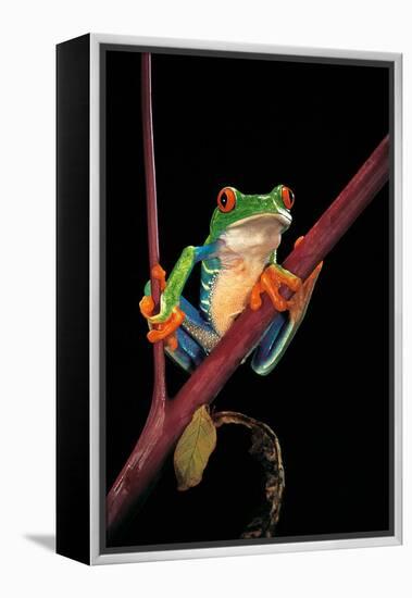 Agalychnis Callidryas (Red-Eyed Treefrog )-Paul Starosta-Framed Premier Image Canvas