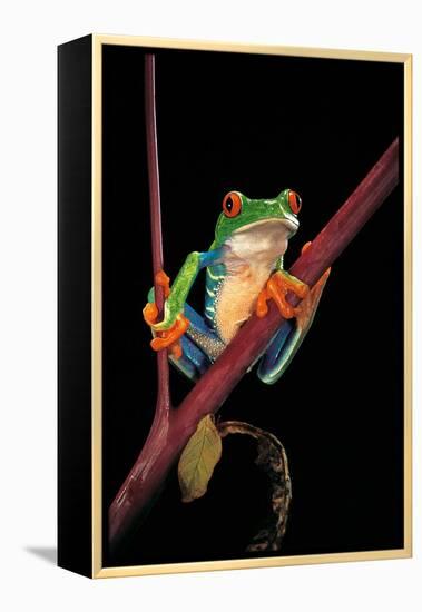 Agalychnis Callidryas (Red-Eyed Treefrog )-Paul Starosta-Framed Premier Image Canvas