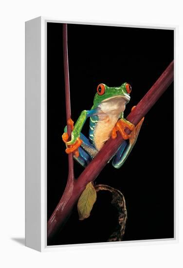 Agalychnis Callidryas (Red-Eyed Treefrog )-Paul Starosta-Framed Premier Image Canvas