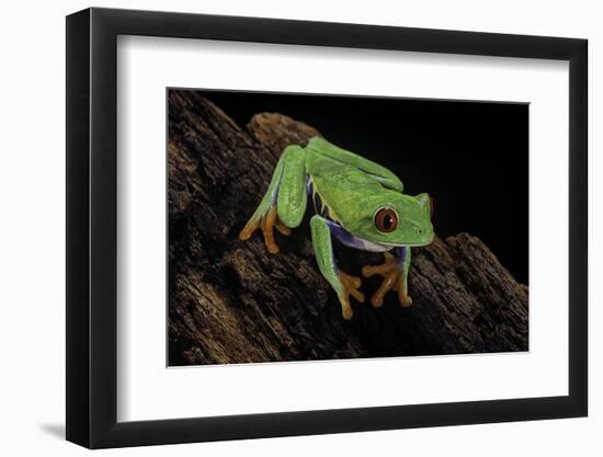 Agalychnis Callidryas (Red-Eyed Treefrog)-Paul Starosta-Framed Photographic Print
