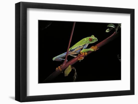 Agalychnis Callidryas (Red-Eyed Treefrog)-Paul Starosta-Framed Photographic Print