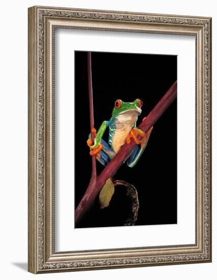 Agalychnis Callidryas (Red-Eyed Treefrog )-Paul Starosta-Framed Photographic Print