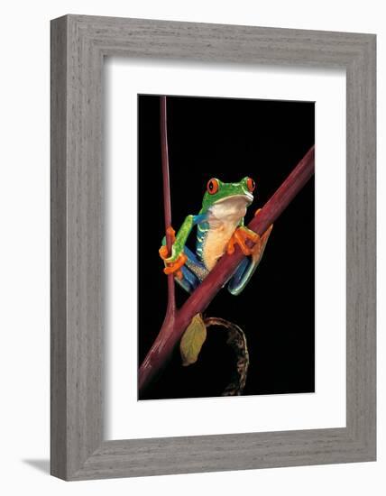 Agalychnis Callidryas (Red-Eyed Treefrog )-Paul Starosta-Framed Photographic Print