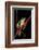 Agalychnis Callidryas (Red-Eyed Treefrog )-Paul Starosta-Framed Photographic Print