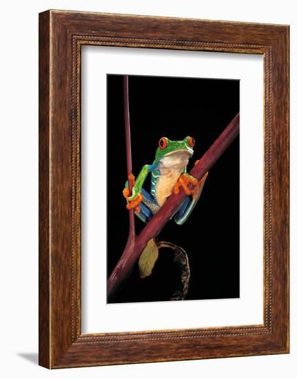 Agalychnis Callidryas (Red-Eyed Treefrog )-Paul Starosta-Framed Photographic Print