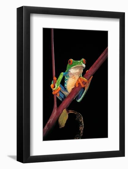 Agalychnis Callidryas (Red-Eyed Treefrog )-Paul Starosta-Framed Photographic Print