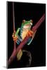 Agalychnis Callidryas (Red-Eyed Treefrog )-Paul Starosta-Mounted Photographic Print