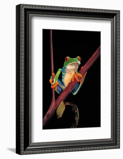 Agalychnis Callidryas (Red-Eyed Treefrog )-Paul Starosta-Framed Photographic Print
