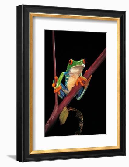 Agalychnis Callidryas (Red-Eyed Treefrog )-Paul Starosta-Framed Photographic Print