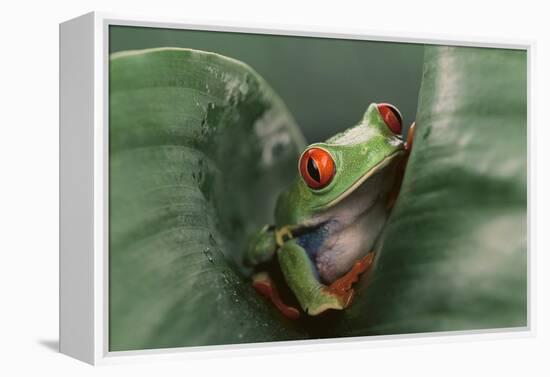 Agalychnis Callidryas-DLILLC-Framed Premier Image Canvas