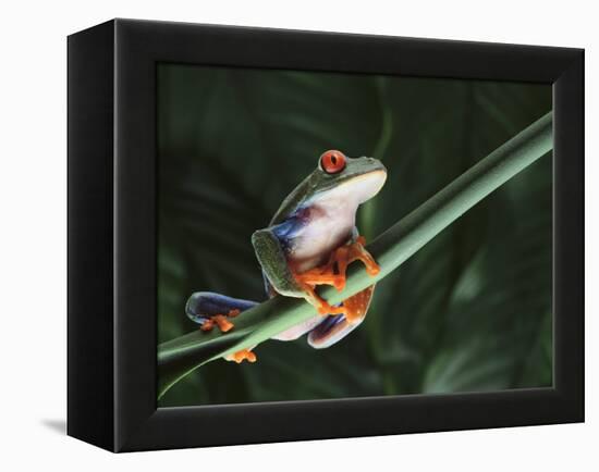 Agalychnis Callidryas-DLILLC-Framed Premier Image Canvas