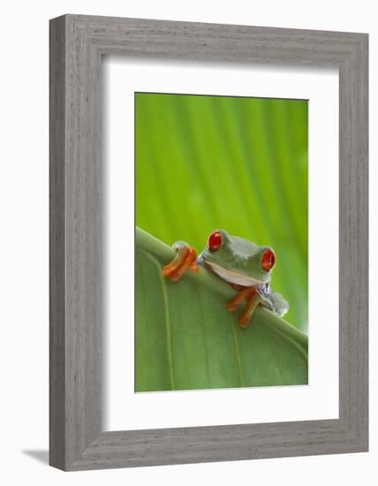 Agalychnis Callidryas-DLILLC-Framed Photographic Print