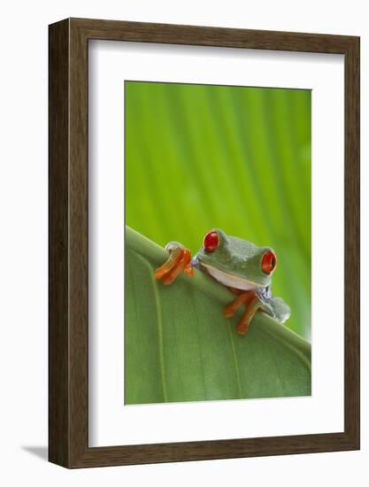 Agalychnis Callidryas-DLILLC-Framed Photographic Print