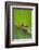 Agalychnis Callidryas-DLILLC-Framed Photographic Print