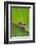 Agalychnis Callidryas-DLILLC-Framed Photographic Print