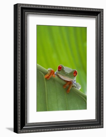 Agalychnis Callidryas-DLILLC-Framed Photographic Print