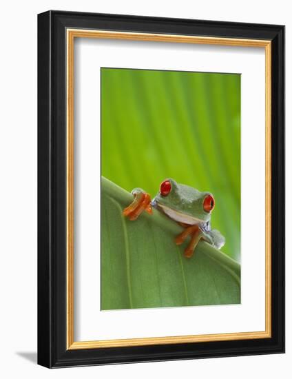 Agalychnis Callidryas-DLILLC-Framed Photographic Print