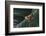 Agalychnis Callidryas-DLILLC-Framed Photographic Print