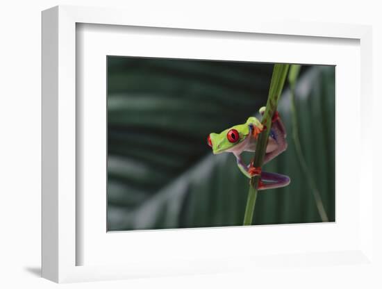 Agalychnis Callidryas-DLILLC-Framed Photographic Print