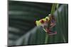 Agalychnis Callidryas-DLILLC-Mounted Photographic Print