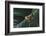 Agalychnis Callidryas-DLILLC-Framed Photographic Print