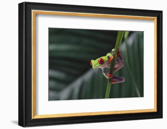 Agalychnis Callidryas-DLILLC-Framed Photographic Print