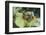 Agalychnis Callidryas-DLILLC-Framed Photographic Print