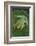 Agalychnis Callidryas-DLILLC-Framed Photographic Print