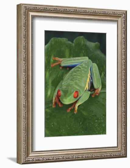 Agalychnis Callidryas-DLILLC-Framed Photographic Print