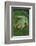 Agalychnis Callidryas-DLILLC-Framed Photographic Print