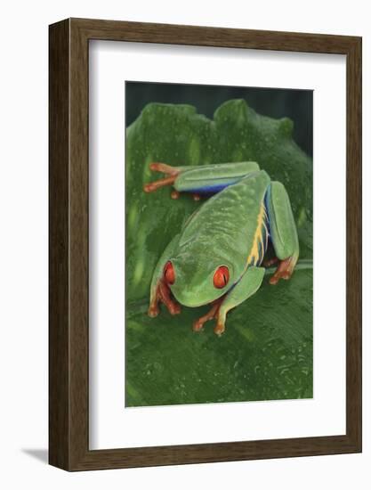 Agalychnis Callidryas-DLILLC-Framed Photographic Print