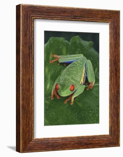 Agalychnis Callidryas-DLILLC-Framed Photographic Print