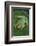 Agalychnis Callidryas-DLILLC-Framed Photographic Print