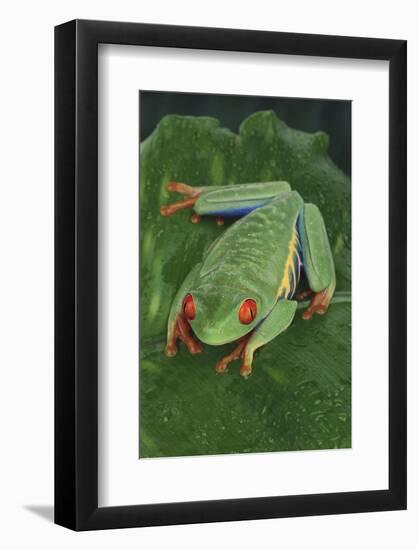 Agalychnis Callidryas-DLILLC-Framed Photographic Print