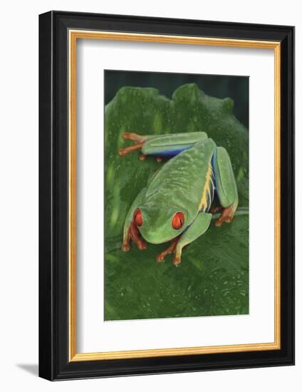 Agalychnis Callidryas-DLILLC-Framed Photographic Print