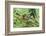 Agalychnis Callidryas-DLILLC-Framed Photographic Print