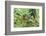 Agalychnis Callidryas-DLILLC-Framed Photographic Print