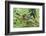 Agalychnis Callidryas-DLILLC-Framed Photographic Print