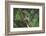 Agalychnis Callidryas-DLILLC-Framed Photographic Print