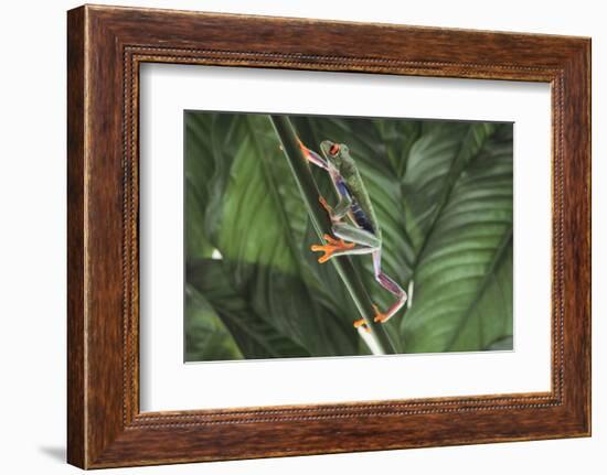 Agalychnis Callidryas-DLILLC-Framed Photographic Print