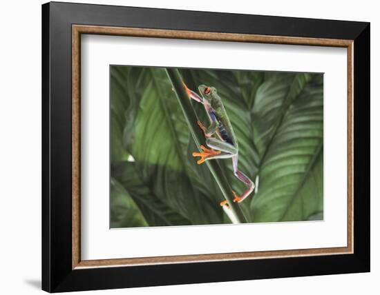 Agalychnis Callidryas-DLILLC-Framed Photographic Print