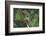 Agalychnis Callidryas-DLILLC-Framed Photographic Print