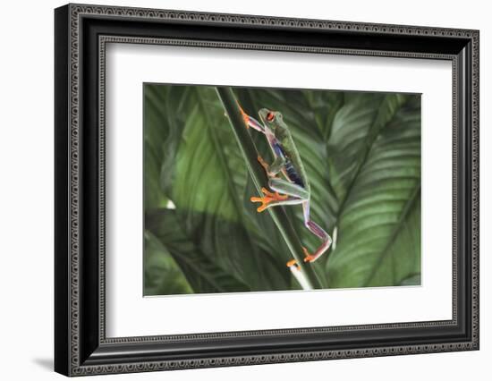 Agalychnis Callidryas-DLILLC-Framed Photographic Print