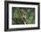 Agalychnis Callidryas-DLILLC-Framed Photographic Print