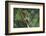 Agalychnis Callidryas-DLILLC-Framed Photographic Print