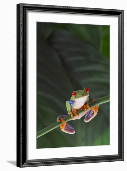 Agalychnis Callidryas-DLILLC-Framed Photographic Print