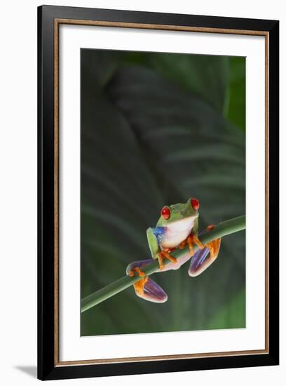 Agalychnis Callidryas-DLILLC-Framed Photographic Print