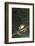 Agalychnis Callidryas-DLILLC-Framed Photographic Print