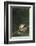 Agalychnis Callidryas-DLILLC-Framed Photographic Print