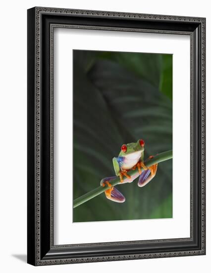 Agalychnis Callidryas-DLILLC-Framed Photographic Print